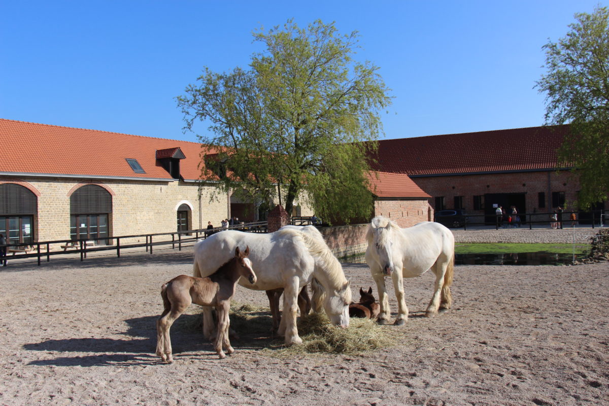 Equi-Projets présent à la Maison du Cheval Boulonnais (Samer - 62)