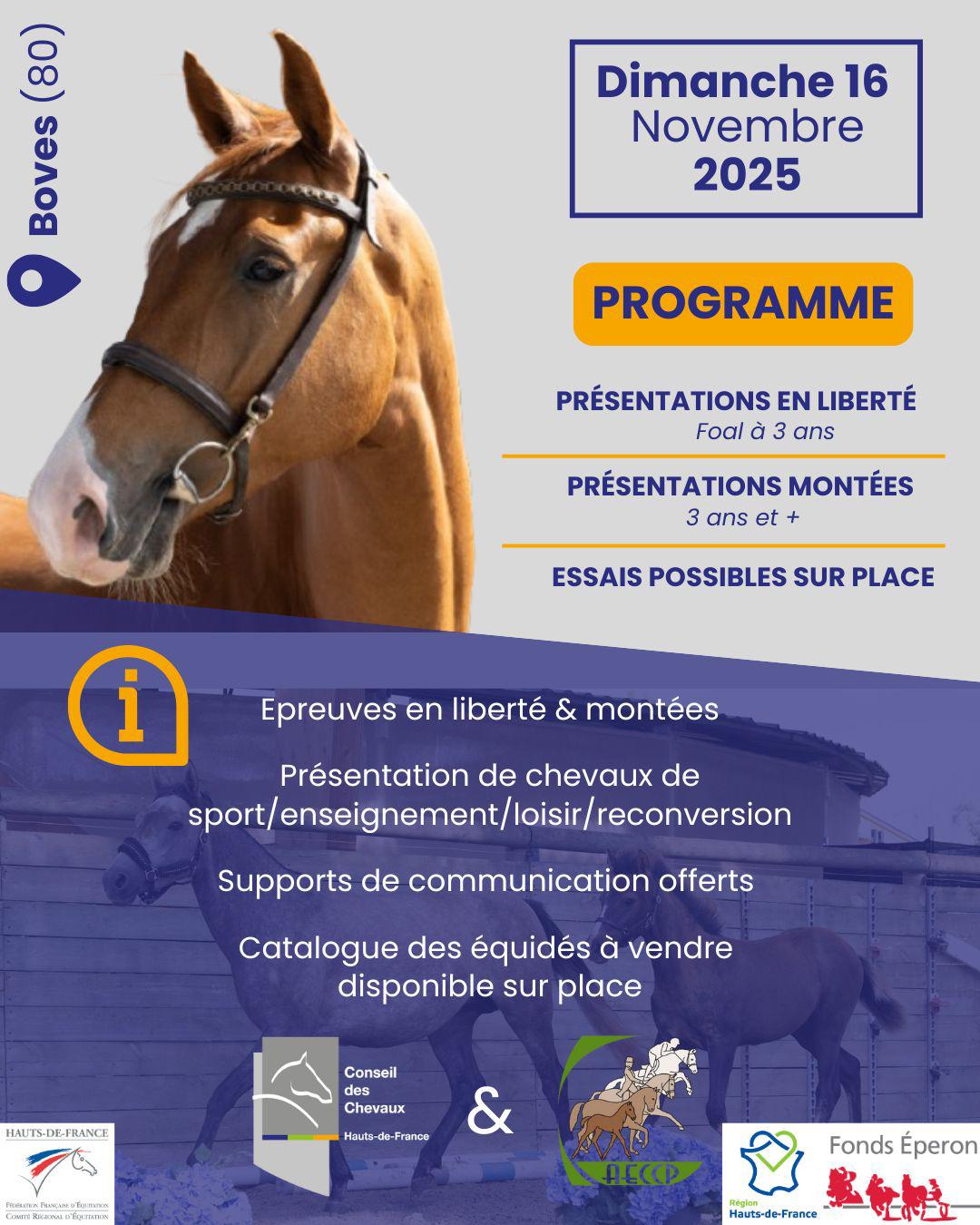 Vente amiable de poneys et chevaux de sport et de loisir
